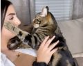 Ce chat possessif fait taire sa propriétaire qui tente d'appeler un autre matou (vidéo)