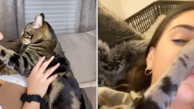 Ce chat semble jaloux des autres animaux domestiques de sa propri&eacute;taire - Source : montage, Instagram @Donstopmewoing