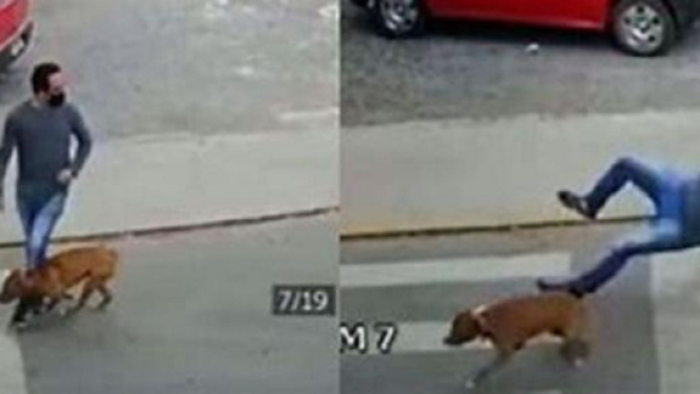 Un chien renverse un homme avec une violence folle (Credit : capture d'&eacute;cran Youtube)