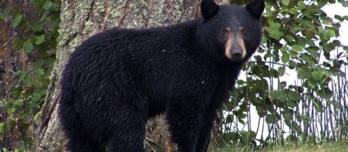 Visitors should not feed the bears (Image source: Flickr/ArtTower)