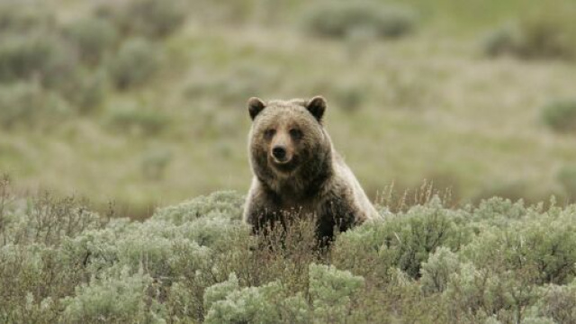 Trentino, orso ruba il prano a due escurisionisti.