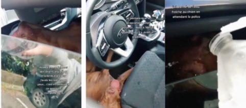 Elle sauve un chien confiné dans une voiture sous 30 degrés, les internautes la félicitent