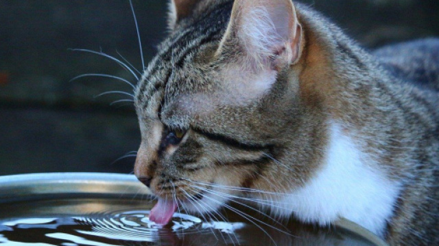 Donner de l'eau au chat en &eacute;t&eacute; est fortement recommand&eacute; - Photo Pixabay
