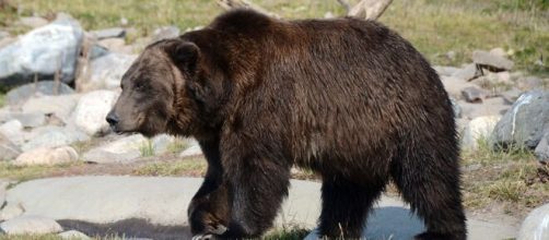 Across Japan, bear habitats are expanding exponentially (Image source: Steppinstars/Pixabay)