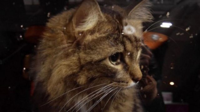 Le chat aurait pass&eacute; plus de 24 heures enferm&eacute; dans une voiture sous une chaleur insoutenable - Source : image d'illustration