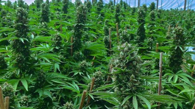 Cagliari: sequestrate 3000 piante di marijuana per oltre tre milioni di euro, due arresti.