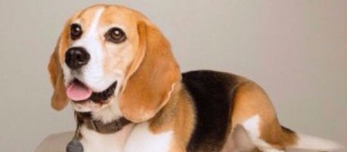 Basil en una fotograf&iacute;a hecha por los due&ntilde;os de la funeraria y que se encuentra en redes sociales (Fuente: Funeraldirectors)