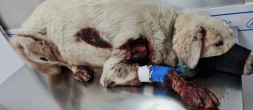 La perra 'Nube' al ser rescatada. (Huellas Accitanas)