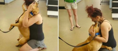 Kovu se hab&iacute;a extraviado durante el a&ntilde;o 2019 y ahora la b&uacute;squeda llega a su fin (Twitter, @The_LCHS)