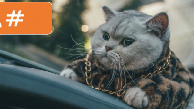 Mao Mao, le chat influenceur le plus connu de Chine est mieux pay&eacute; qu'un mannequin humain - Source : capture d'&eacute;cran @CourrierInternational