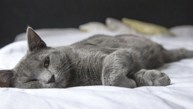 Votre chat vous aime autant qu'il aime votre lit - Source : image d'illustration, Pixabay