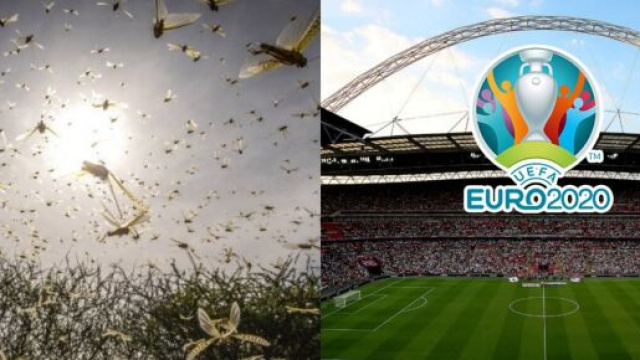 La finale de l&rsquo;Euro menac&eacute;e par une invasion de fourmis ? Source : montage YouTube insectes et wembley