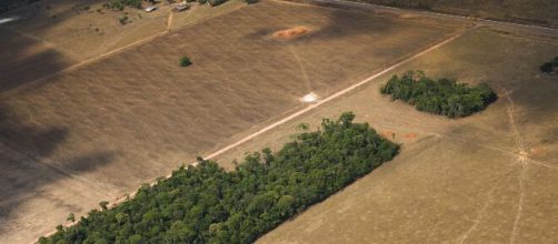 Amaz&ocirc;nia: &aacute;reas desmatadas apresentaram uma emiss&atilde;o de CO2 dez vezes maior que outras regi&otilde;es, diz pesquisa (Araqu&eacute;m Alc&acirc;ntara/WWF-Brasil)