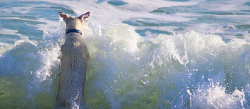 La playa canina Guadalhorce, escenario de una agresi&oacute;n hom&oacute;foba seg&uacute;n ha relatado la victima de 35 a&ntilde;os. (Pixabay)