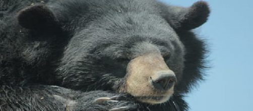 Oso arremete contra su entrenadora ( Creative Commons )