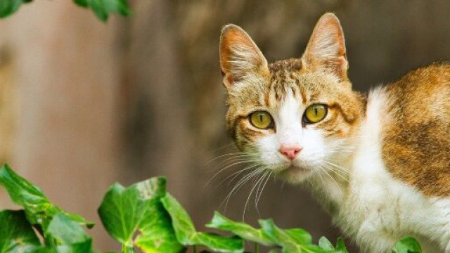 Houppette avait disparu lors d'un d&eacute;m&eacute;nagement en 2013 - Source : image d'illustration, Pixabay