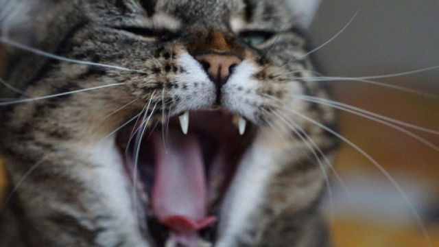 Comment faire pour calmer un chat stress&eacute; et anxieux ? Source : image d'illustration, Pixabay