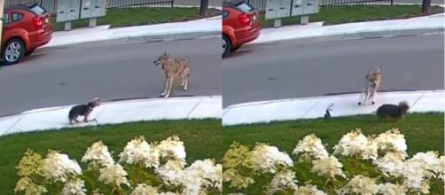 Yorkshire arriesga su vida para salvar a una ni&ntilde;a de 10 a&ntilde;os de un coyote ( Youtube / EL TRASCENDENTAL)