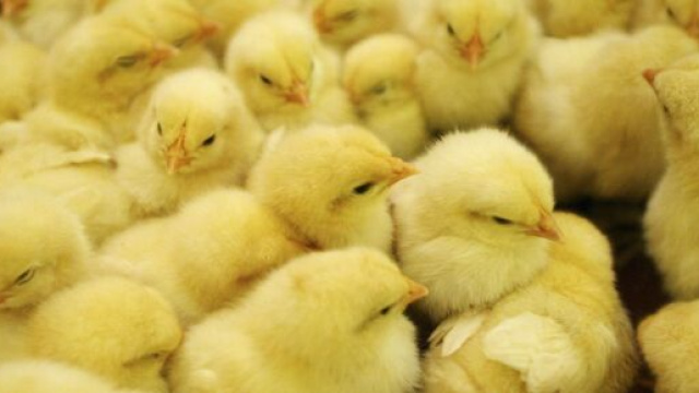 In Francia non si potranno pi&ugrave; tritare vivi i pulcini maschi.