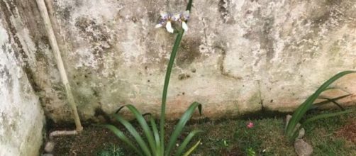 Foto recente da &aacute;rea do jardim em que ossada de Luzia foi encontrada em janeiro de 2021 (Reprodu&ccedil;&atilde;o/Arquivo pessoal)