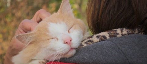 Sphinx, Birman, Ragdoll : Top 5 des races de chats les plus affectueux avec leurs maîtres