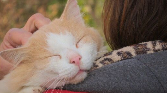 Le classement des 5 races de chats les plus affectueux - Source : image d'illustration, Pixabay