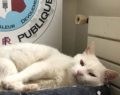 Lannion : Un chat s'incruste dans le commissariat et fait sa loi, les policiers l'adoptent