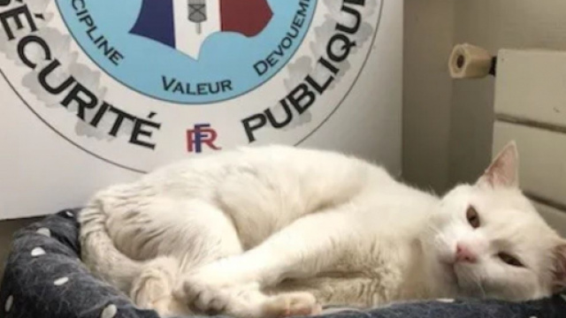 Flocon a &eacute;lu domicile au commissariat et est devenu plus qu'une mascotte - Source : capture d'&eacute;cran, Commissariat de Lannion