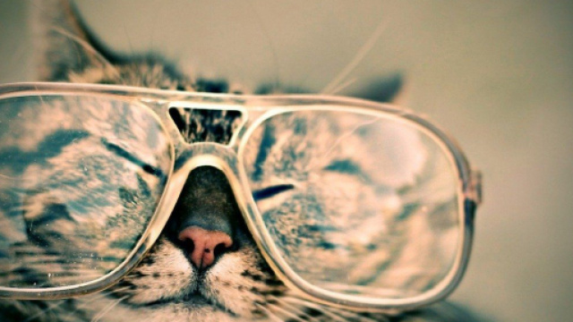 Les chats peuvent-ils &ecirc;tre cleptomanes ? Source : image d'illustration, Pixabay