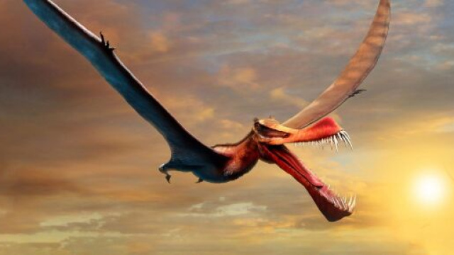 Trovati resti di uno pterosauro: un rettile volante che sorvolava l'Australia.