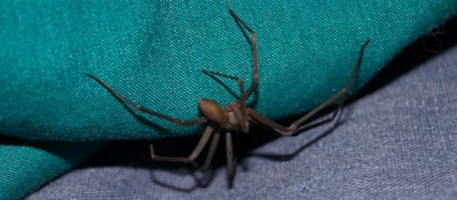 La ara&ntilde;a pic&oacute; al chico mientras &eacute;ste estaba de vacaciones en Ibiza (Pixabay)