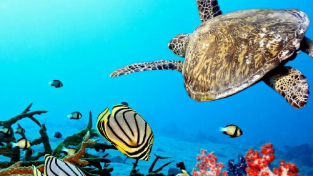 La plastica trappola evolutiva delle tartarughe marine.