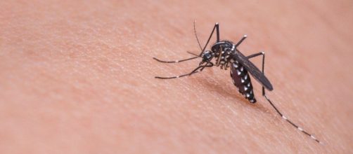 Salud confirma dos casos m&aacute;s de virus del Nilo en la provincia de Sevilla (Pixabay)