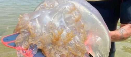 Medusa gigante capturada en Andaluc&iacute;a (RRSS)