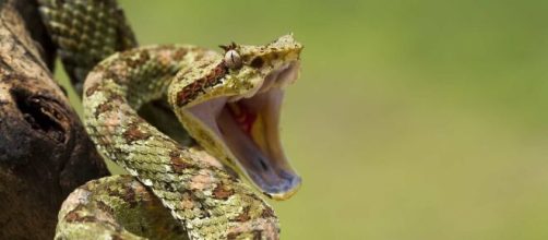 Animais mais perigosos do mundo (Arquivo Blasting News)