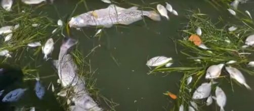 Toxic algae bloom ravages marine life on Florida's coast (Image source: CBS Evening News)