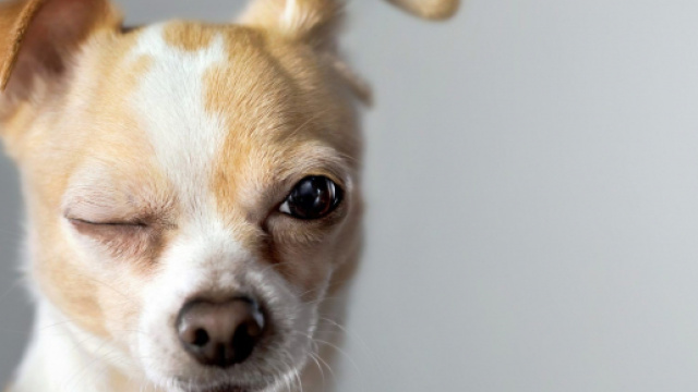 Un nuovo studio rivela come i cani percepiscono quando viene detta loro una bugia.