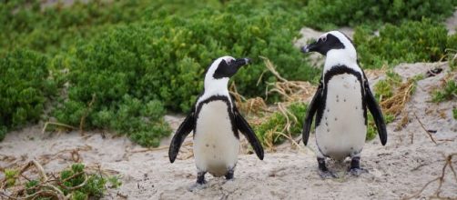 Conservationists try to save endangered species (Image source: Pixabay)