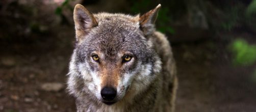 El lobo ha sido incluido en el Listado de Especies en R&eacute;gimen de Protecci&oacute;n Especial y a partir de hoy est&aacute; prohibida su caza - Pixabay