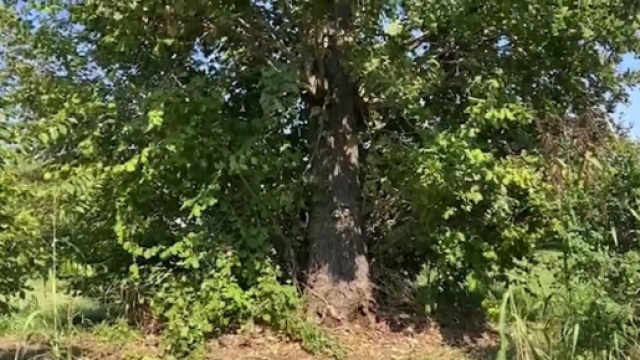 Decesso Giacomo Sartori: i dubbi degli inquirenti.