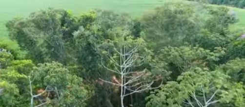 The plan is to create a massive forest cover between Liverpool and Hull [Image source: CBS Evening News/YouTube)