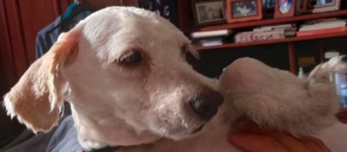 Boggie estaba en una asociaci&oacute;n protectora de animales en La Palma (Facebook Dailos P&eacute;rez)