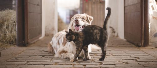 Las mascotas eran consideradas como "bienes muebles que se mueven". (Fuente: Pixabay.com)