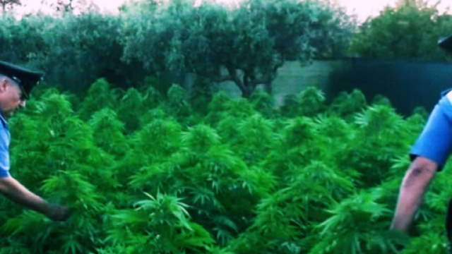 Sardegna, sequestrate 30mila piante di marijuana: 8 arresti, 25 persone indagate.