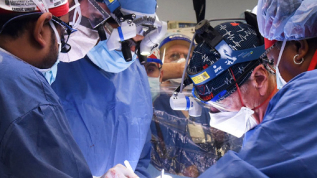 Stati Uniti, primo trapianto di cuore da un maiale.