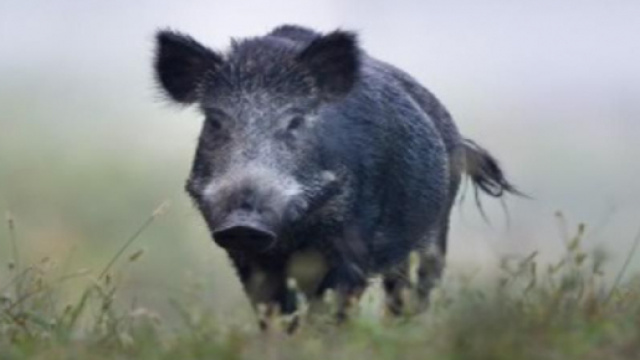 Peste suina africana: lockdown nei boschi di Piemonte e Liguria