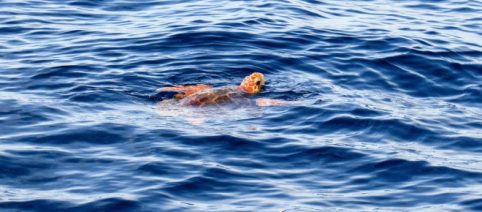 Salento, trovata una rara tartaruga marina: 'Meravigliosa sorpresa ai miei occhi' (VIDEO)