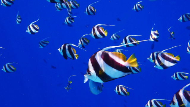 Oroscopo e classifica di mercoled&igrave; 26 gennaio: Pesci trasgressivi, Acquario pragmatico.