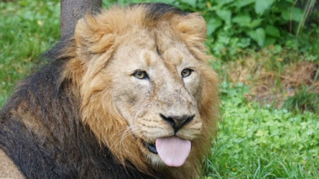 Oroscopo e classifica di gioved&igrave; 13 gennaio: Bilancia perspicace, Leone creativo.