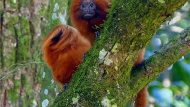 Secondo studi del WWF il 69% della fauna selvatica mondiale &egrave; stato distrutto